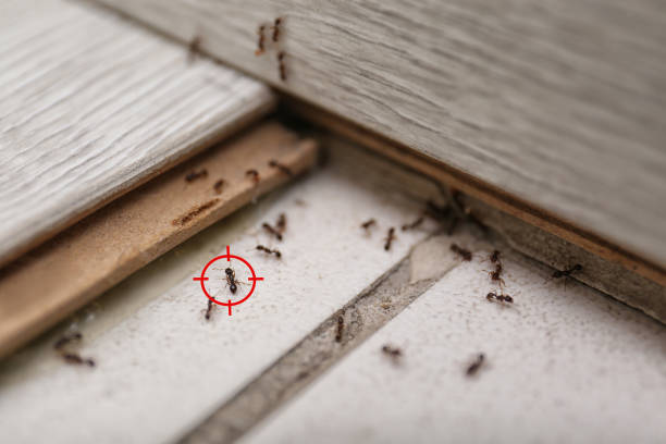 Best Mosquito Control Services  in Wallington, NJ