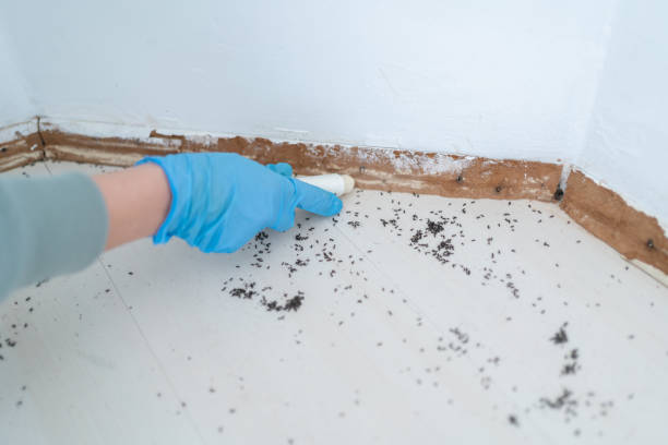 Best Pest Control for Homes  in Wallington, NJ
