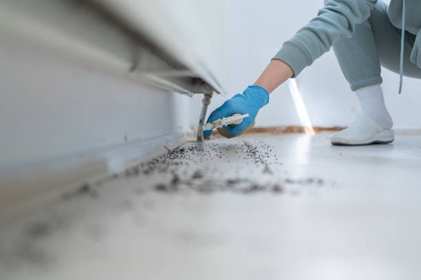 Best Spider Control Near Me  in Wallington, NJ